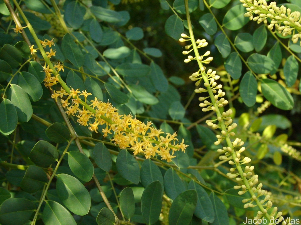 Adenanthera pavonina L.